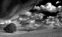 473 - TREES SALISBURY PLAIN - RAYNER DAVID - united kingdom